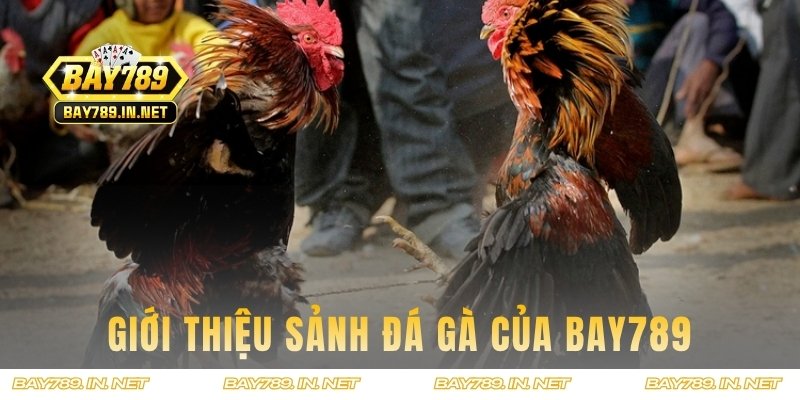 Thông tin giới thiệu sảnh đá ga Bay789